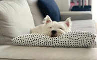 狗狗爱啃枕头边儿是为什么
