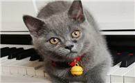 蓝猫能卖多少钱一只