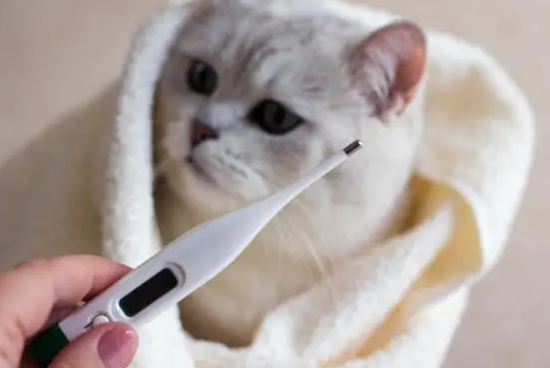 猫咪发烧最明显的症状是什么 猫咪发烧最明显的症状是什么