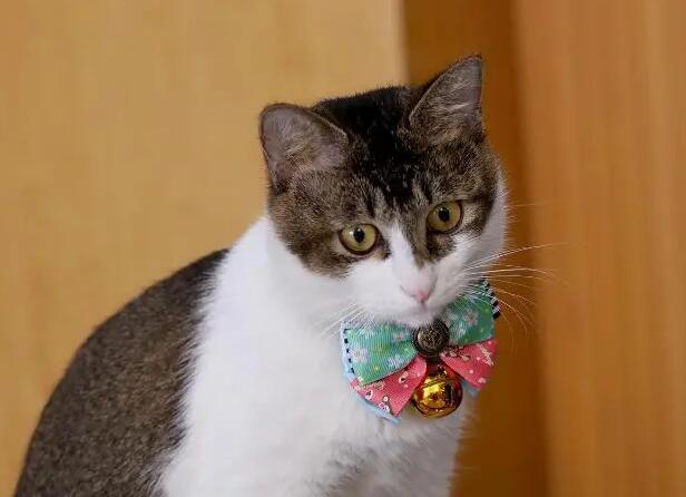 猫咪为什么不要戴小铃铛