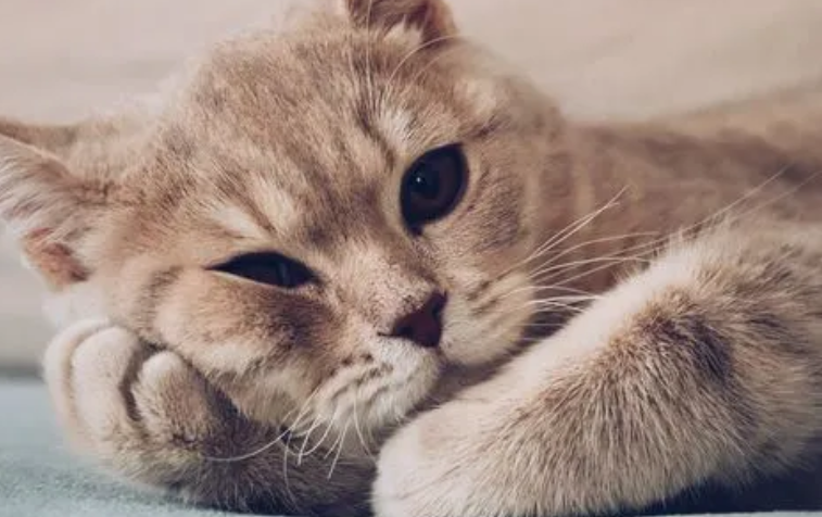 猫咪睡醒丁丁伸出来是为什么-宠物网