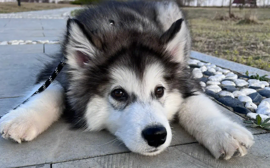 给你说说，阿拉斯加犬的价格多少钱一只？