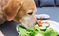 狗狗为什么食欲特别好啊怎么回事