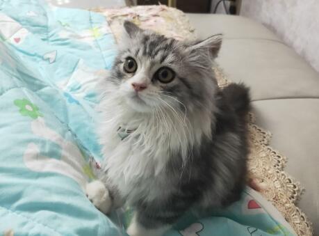 真正的返祖猫咪好吗 值不值钱