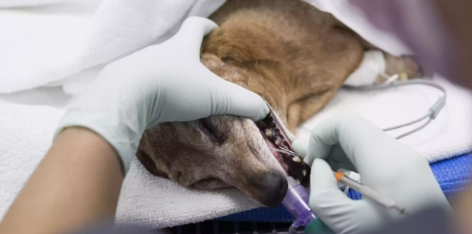 圣伯纳犬牙齿清洁，方法很重要！