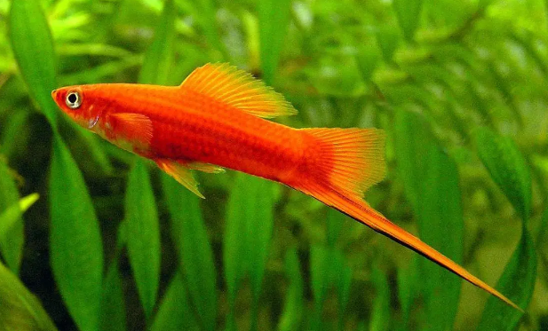 红箭鱼要死了还能活吗