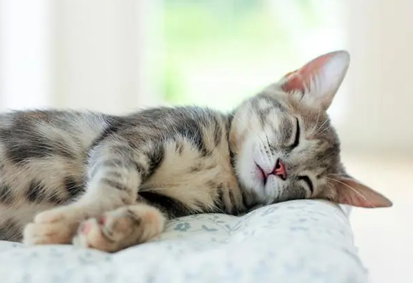 猫咪为什么喜欢睡觉呢 猫咪为什么喜欢睡觉呢
