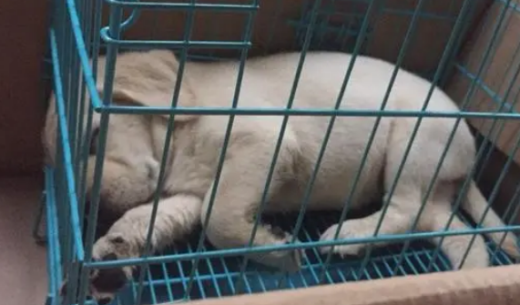 狗关笼子叫累了会停吗