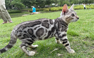 孟加拉豹猫凶吗