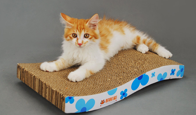 猫抓板有必要买吗 猫抓板有必要买吗
