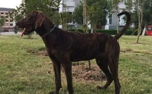 普罗特猎犬怎么修剪指甲?具体方法是? 普罗特猎犬怎么修剪指甲?具体方法是?