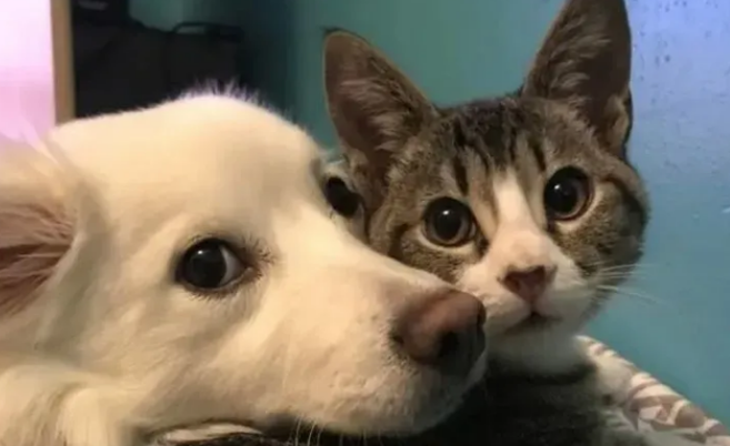 为什么狗舔猫咪的脸