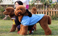 巨贵犬吃什么狗粮