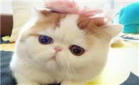 一直没听到加菲猫叫