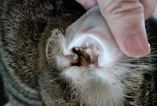 猫的耳螨掉在床上人会