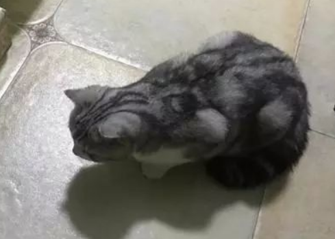 为什么猫咪在厕所门口尿