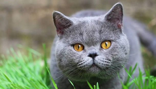 猫肛门腺臭味怎么去掉 猫肛门腺臭味怎么去掉