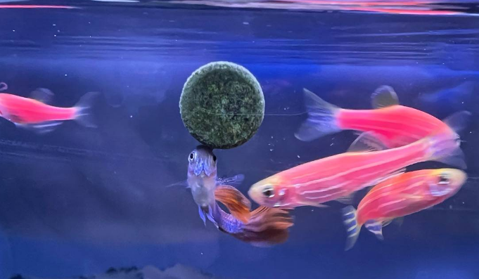 鱼缸整缸下药好不好