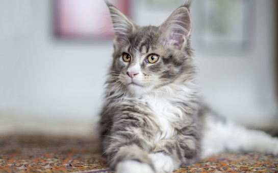 猫跑丢了还能找到吗 猫跑丢了还能找到吗
