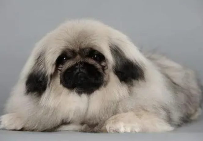 京巴犬是哪个国家的