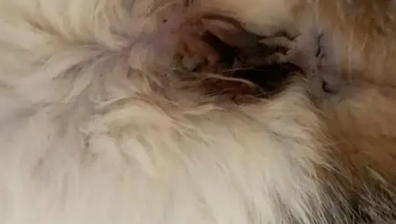 猫生前会流4天褐色分泌物 猫生前会流4天褐色分泌物