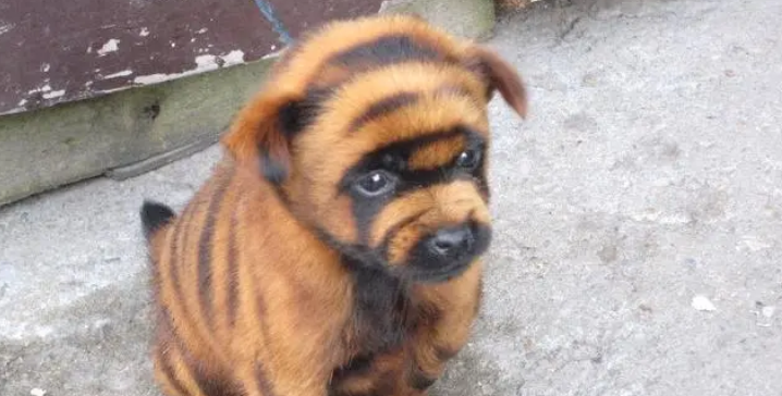 五黑犬和虎斑犬哪个更好