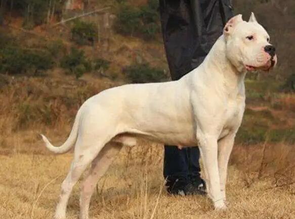 养杜高犬注意事项有哪些?你不能错过! 养杜高犬注意事项有哪些?你不能错过!