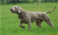 维兹拉犬多少钱一只