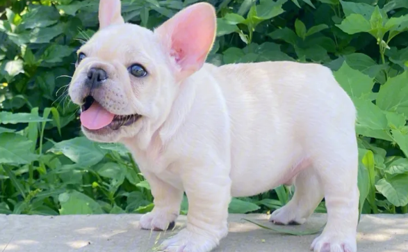 法斗犬什么颜色为最纯