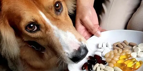 狗狗中毒吃什么解毒最快