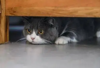 猫咪害怕人躲着不出来怎么办 猫咪害怕人躲着不出来怎么办