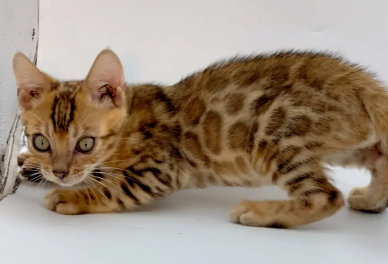 孟加拉豹猫适合新手养吗