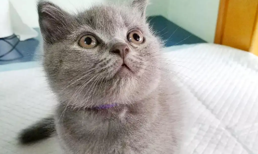 英短蓝猫便秘怎么办?竟然是这样~ 英短蓝猫便秘怎么办?竟然是这样~