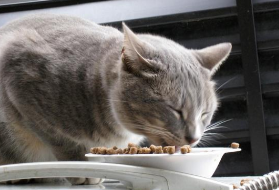 为什么猫咪要吐粮食