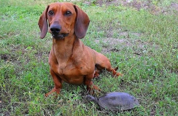 腊肠犬多少钱一只幼崽