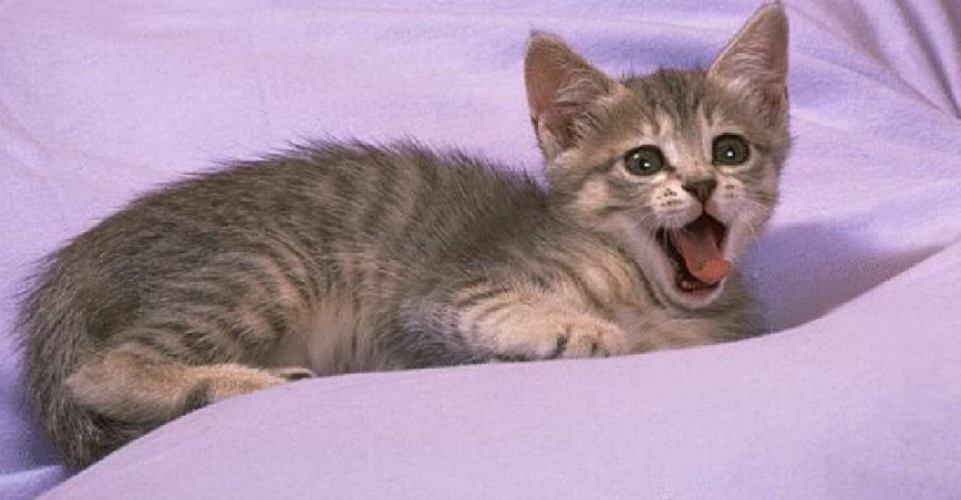猫咪死了为什么还叫唤呢
