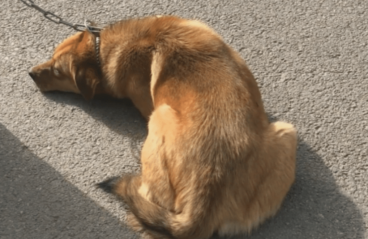 狗狗尾巴有一个硬硬的凸起