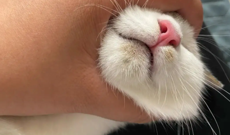 猫咪的嘴巴为什么发黑呢