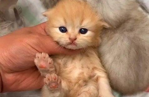奶猫为什么很容易死掉？竟然是这样~
