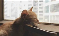 为什么猫咪老是盯着窗外