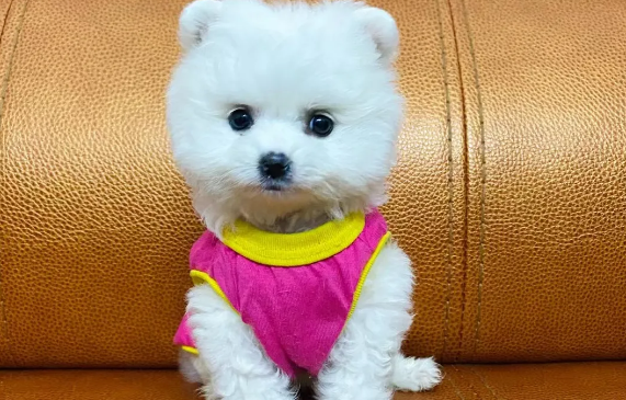 博美犬哪个品种最好看
