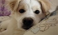 狗狗从腹部一抽一抽还呕吐