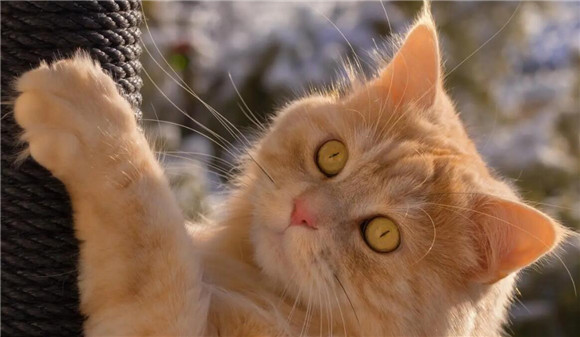 猫咪的一生都在等待 猫咪的一生都在等待