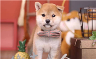 不纯的柴犬长大后的样子