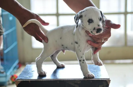 斑点狗幼犬图片