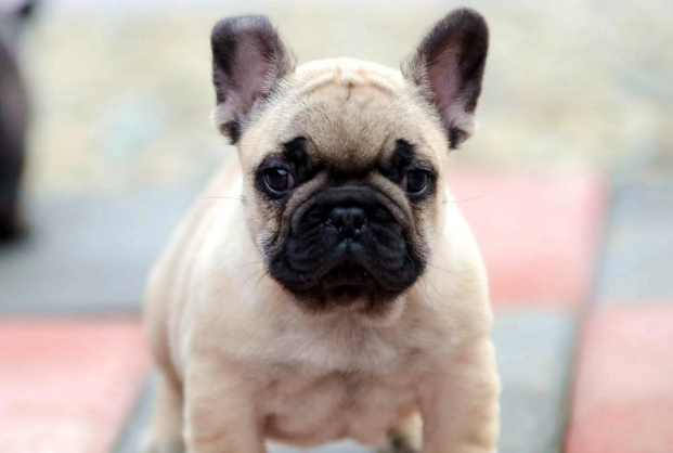 幼犬2个多月5斤算中型犬吗