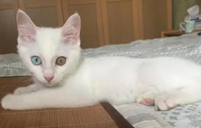 小猫多大能看出瞳色 小猫多大能看出瞳色
