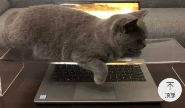 “当戏精买家猫遇见防猫神器!”哈哈哈…… “当戏精买家猫遇见防猫神器!”哈哈哈……