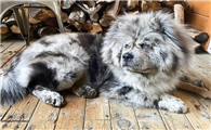 养松狮犬的十大好处
