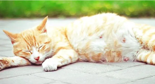 怀孕母猫肚子一抽一抽的 怀孕母猫肚子一抽一抽的